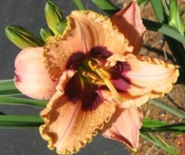 Liliowiec ORCHID CANDY Hemerocallis  