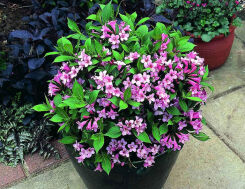 Krzewuszka karłowa PINK POPPET PBR  Weigela florida /C2 *K15w17