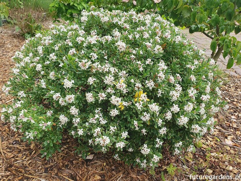 Wawrzynek transatlantycki SUMMER ICE Daphne transatlantica C2/20cm *K18