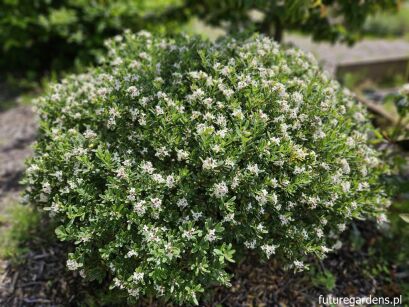 Wawrzynek transatlantycki SUMMER ICE Daphne transatlantica C2/20cm *K18