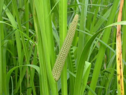 Tatarak zwyczajny  Acorus calamus