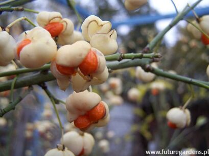 Trzmielina pospolita ALBUS na PNIU Euonymus europaeus C10/Pa140(160)cm *PACZ