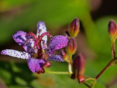 Tricyrtis hirta Trójsklepka owłosiona Orchidea ogrodowa /P9 *K15w13