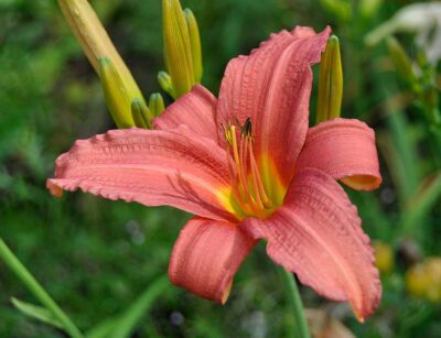 Liliowiec PINK DAMASK Hemerocallis /C5 *1