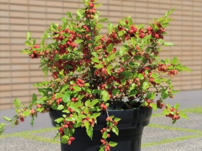  Morwa MOJO BERRY 'Matsunaga' Morus rotundiloba BonBonBerry® C3/40-60cm *K17