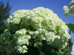 Hortensja drzewiasta HAYES STARBURST Hydrangea arborescens /C5 *K8