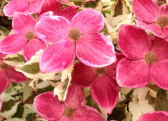 Dereń kousa AKATSUKI Cornus kousa C6/40-60cm *47T