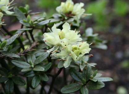Rhododendron chryzeum /C1