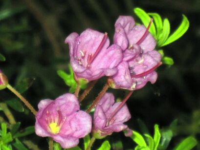 Phylliopsis hillierii COPPELIA 