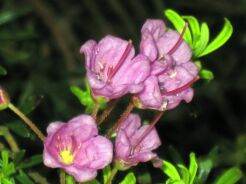 Phylliopsis hillierii COPPELIA