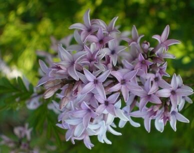 Lilak afgański Syringa afganica S.protolaciniata C4/30-40cm *K17