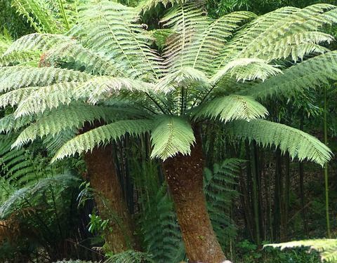 Paproć drzewiasta Diksonia Dicksonia antarktica /P14 *K15w17