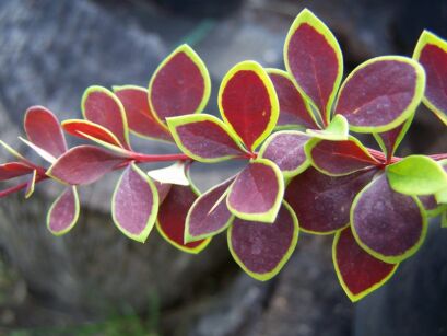 Berberys Thunberga 'Coronita'