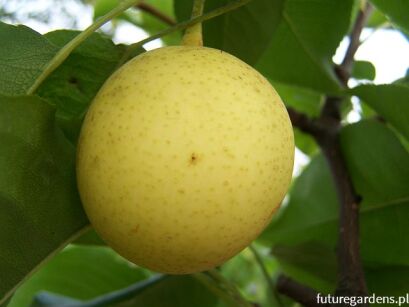 Grusza azjatycka HOSUI Pyrus pyrifolia Nashi C3/100-140cm *K6