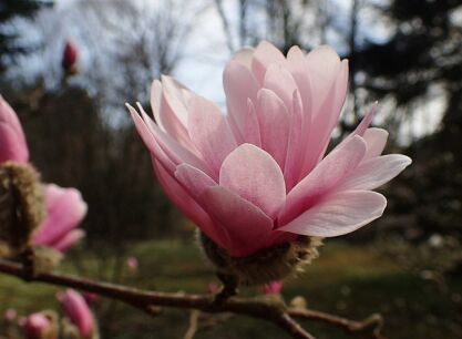 Magnolia Loebnera RASPBERRY FUN C5(C10)/1,2-1,5m *TL