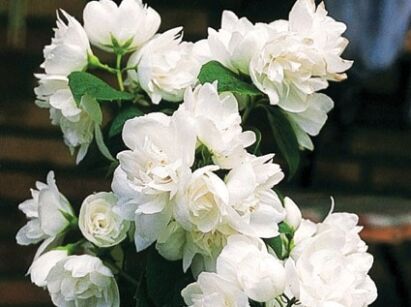 Jaśminowiec pełny VIRGINAL Philadelphus coronarius C5/60-80cm