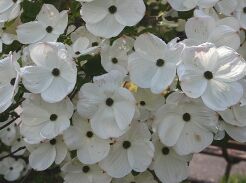 Dereń kolumnowy EDDIE'S WHITE WONDER Cornus C3/30-40cm *T26