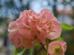 Dwutarczka kwiecista Dipelta floribunda C3/40cm *K14w11