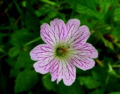 Bodziszek różnobarwny VERSICOLOR Geranium /C2 *7F