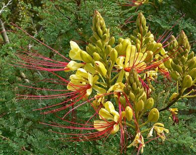 Brezylka cytrynowa Caesalpinia gilliesii C5/30-50cm *T35