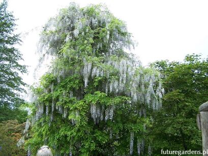 Wisteria floribunda ALBA Glicynia kwiecista C7,5/1,4-1,6m *K14