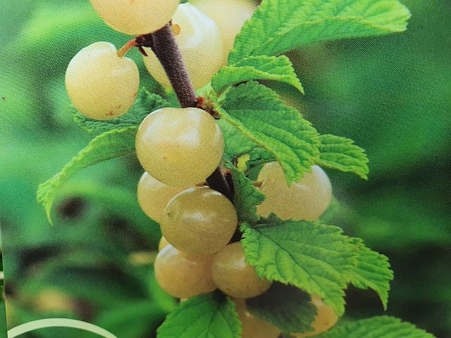 Wiśnia kosmata SNOVIT Prunus tomentosa C2/80-100cm *K22
