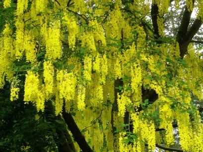 Złotokap alpejski PENDULUM Laburnum alpinum C2/30-40cm