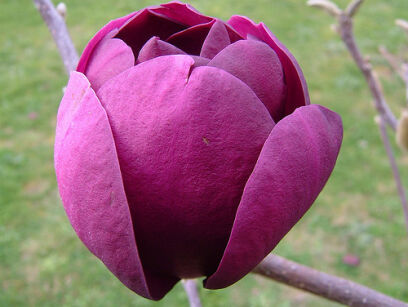 Magnolia soulangeana 'BLACK TULIP'® C5/1,2-1,6m