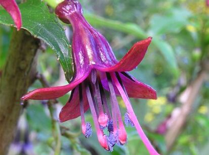 Fuksja drzewiasta Fuchsia excorticata /C2 *T19