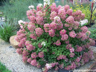 Hortensja wiechowata DIAMANT ROUGE® Hydrangea paniculata 'Rendia' /C5 *19K