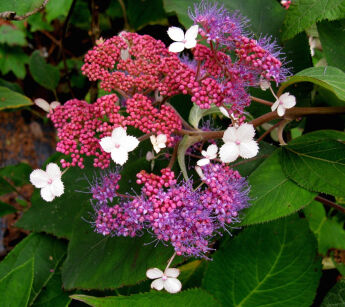 Hortensja kosmata TAIWAN PINK Hydrangea aspera /C2