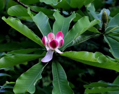 Manglietia insignis Red Lotus Tree C5/60-80cm