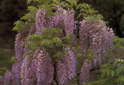 Wisteria floribunda  'Kuchi-beni' RÓŻOWA syn. Lipstick  glicynia kwiecista 