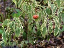 Dereń kousa EVA  Cornus kousa