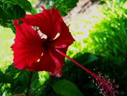 Róża chińska VARIEGATA czerwona Hibiscus 