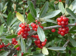 Szeferdia srebrzysta Shepherdia argentea C5/30-40 *K20