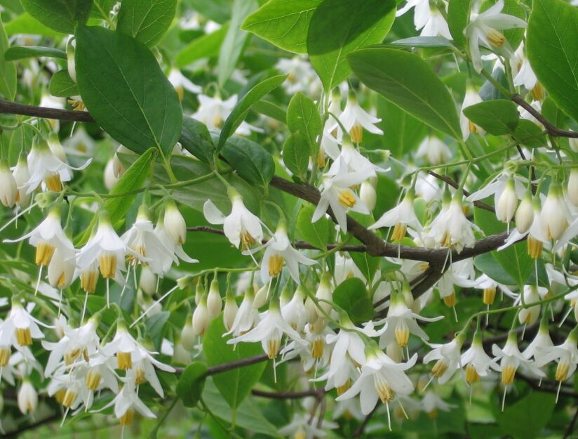 Styrak amerykański Styrax americana