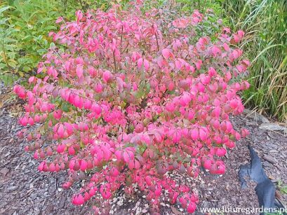 Trzmielina oskrzydlona COMPACTUS na PNIU Euonymus Allatus C7,5/Pa80(120)cm *22K