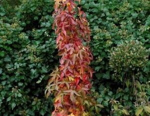 Ambrowiec kolumnowy SLENDER SILOUETTE Liquidambar styraciflua C3/60-80cm *K6