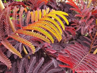 Albicja SUMMER CHOCOLATE Albizia C3/60cm *T60
