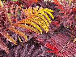 Albicja SUMMER CHOCOLATE Albizia C3/60cm *T60
