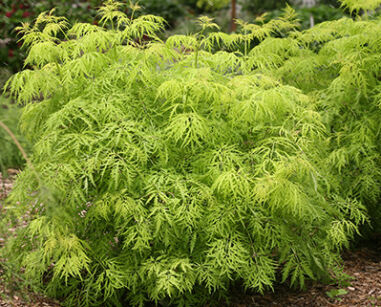 Sambucus racemosa LEMONY LACE™ ‘SMNSRD4’ /C3