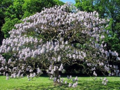 Paulownia fargesii C3/80-100cm