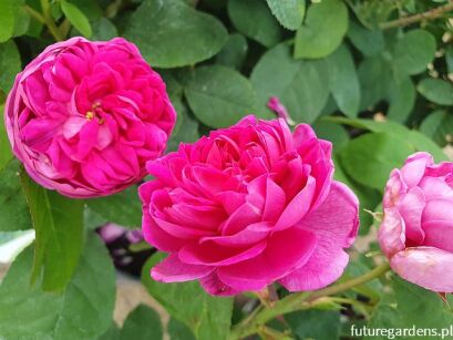 Róża damasceńska ROSE DE RESCHT Rosa damascena C3/20-30cm *K5