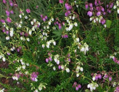 Dabecja kantabryjska BICOLOR Daboecia cantabrica