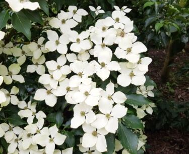 Dereń kolumnowy FLOWER TOWER „ZuilB1” PBR Cornus kousa C2/40-60cm *K14w11