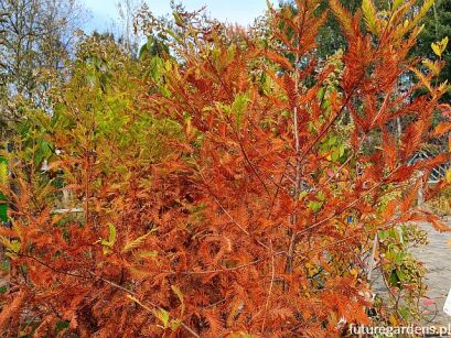 Cypryśnik płaczący 'PENDULUM NOVUM' Taxodium distichum C5/80-100cm