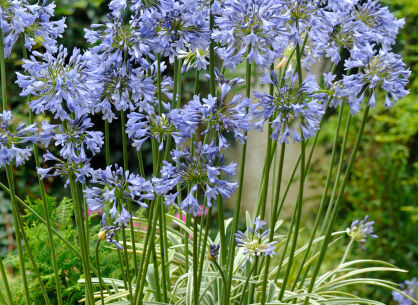 Agapant SILVER MOON Agapanthus /C1