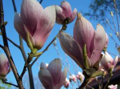 Magnolia soulangeana - 5szt. nasion