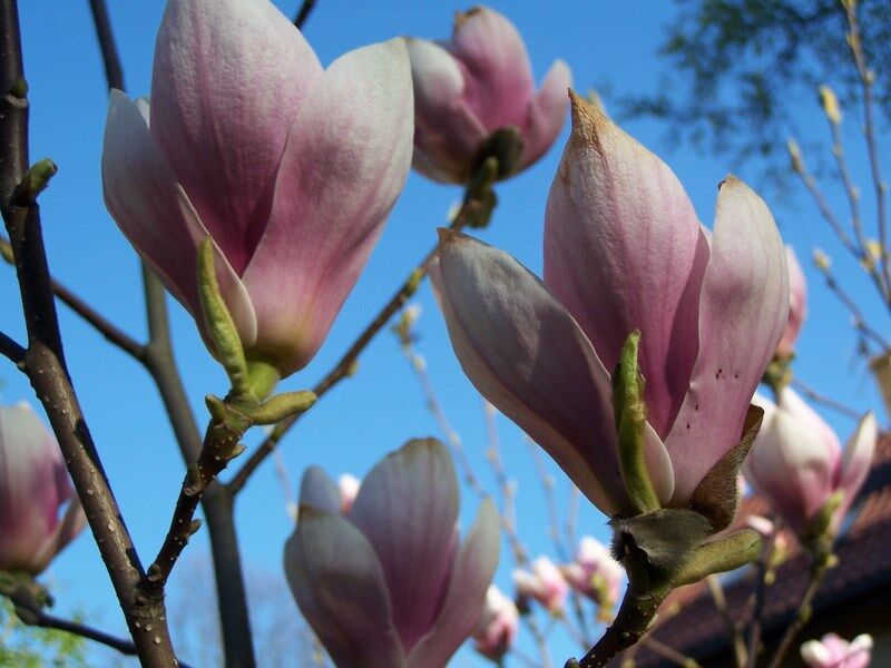Magnolia soulangeana C10/80-100cm